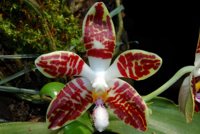 Plik:Phal. sumatrana.jpg
