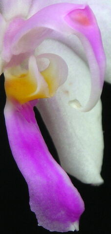 Plik:Phalaenopsis lowii budowa3.jpg