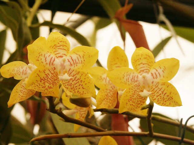 Plik:Phalaenopsis Deventeriana 'Treva' x Ambotrana.jpg