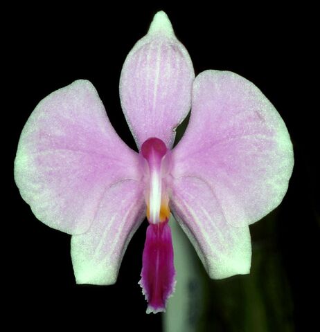 Plik:Phalaenopsis lowii.jpg