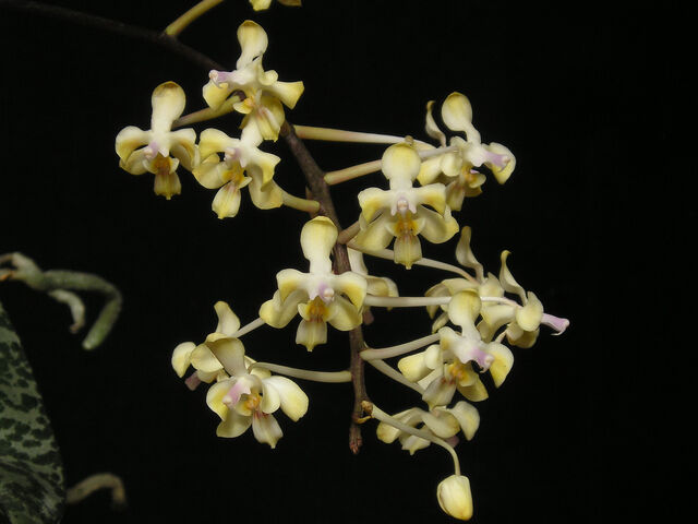 Plik:Phalaenopsis celebensis Yellow Breath.jpg