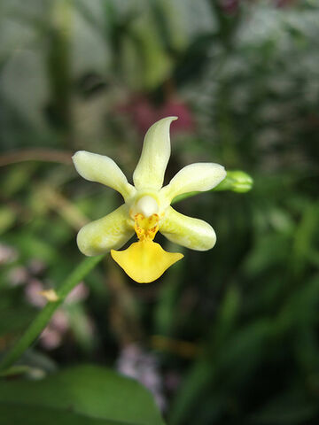 Plik:Phalaenopsis Arne Ulfers flava.jpg