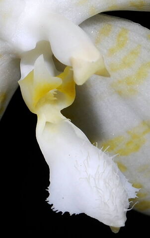 Plik:Phalaenopsis hieroglyphica flava budowa.jpg