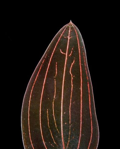 Plik:Ludisia discolor lisc.jpg