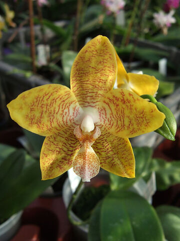 Plik:Phalaenopsis New Wave.jpg