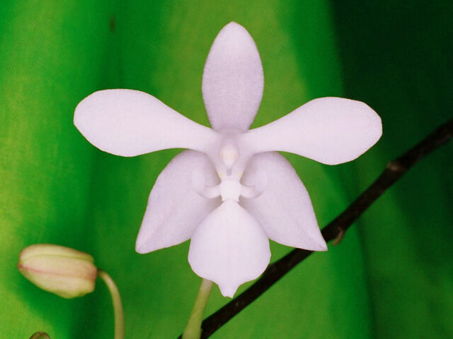 Plik:Phal lindenii alba.jpg