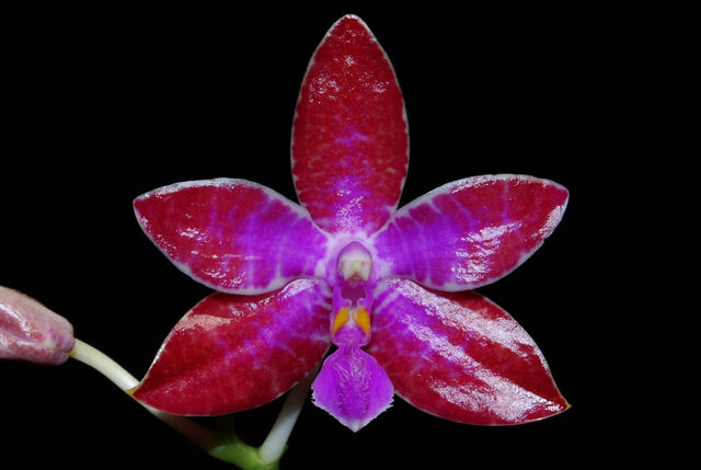 Plik:Phalaenopsis lueddemanniana variant4.jpg