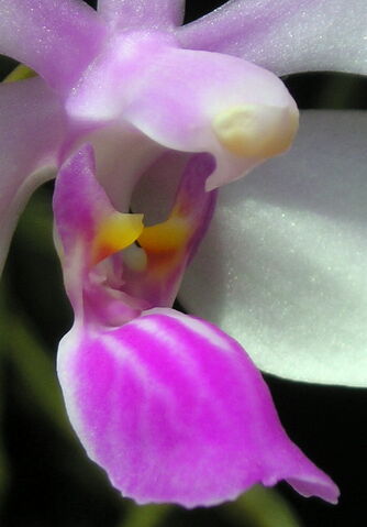 Plik:Phalaenopsis wilsonii budowa2.jpg