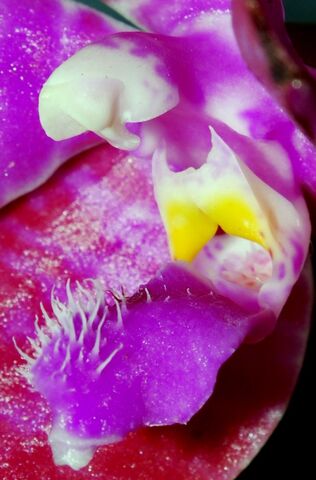 Plik:Phalaenopsis lueddemanniana budowa2.jpg