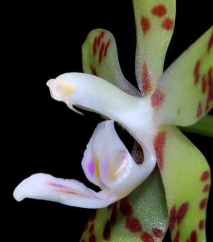 Plik:Phalaenopsis doweryënsis budowa2.jpg