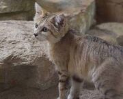Fawnkit