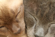 Cats by charlottethomas