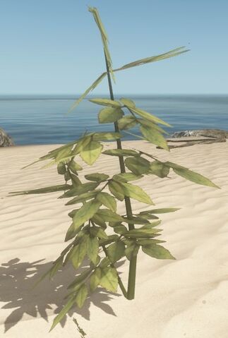 File:Potato plant.jpg