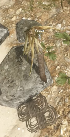 File:Yucca2.png