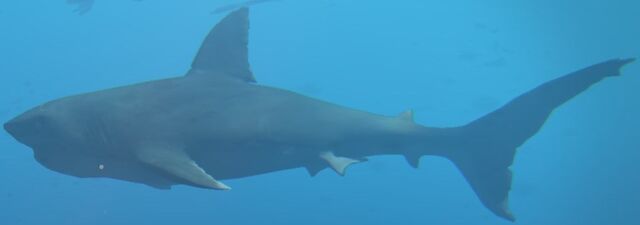 File:Great white profile.jpg