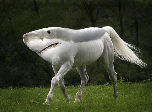 File:Shark-horse.jpg
