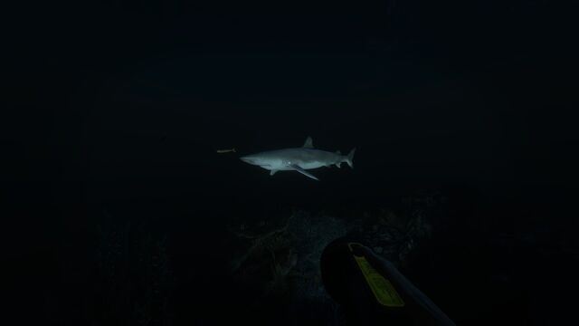 File:Blacktip Reef Shark.jpg