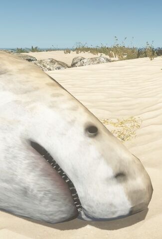 File:Tiger shark close up.jpg