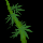 Hemp
