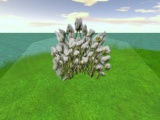 CottonPlant