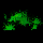 File:Gras02.png