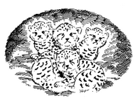 African kittens