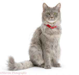 26805-Maine-Coon-wearing-a-red-collar-white-background