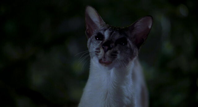 File:Stuart-little-disneyscreencaps com-8702.jpg