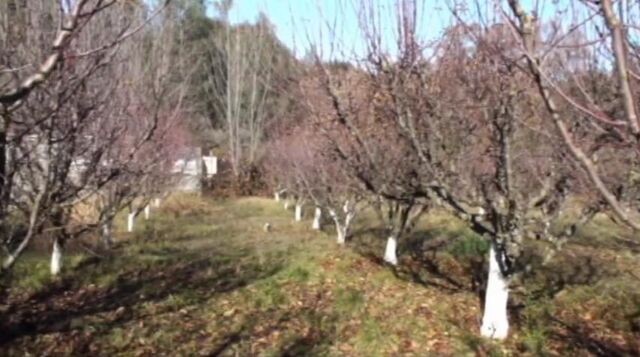 File:The Orchard (2).jpg