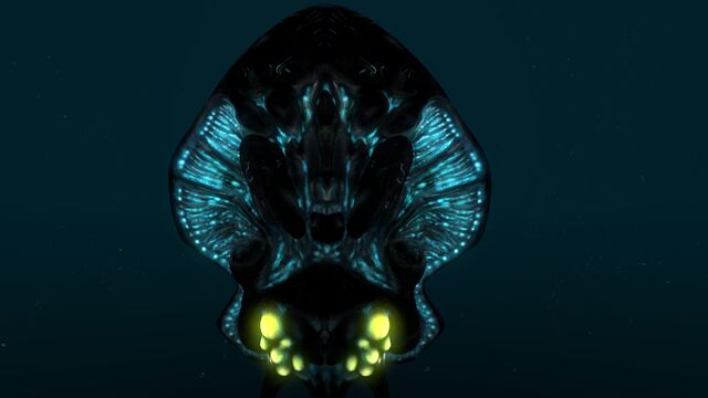 File:Reefback (9).jpg