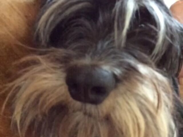 File:Doggyface.jpg