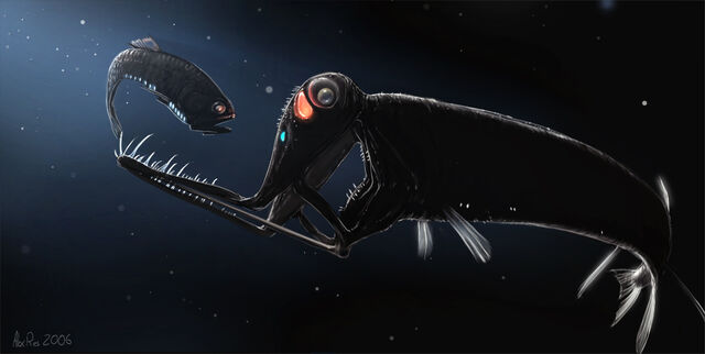 File:Stoplight loosejaw by abiogenisis.jpg