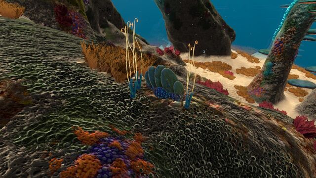 File:BlueCoralTubes02.jpg