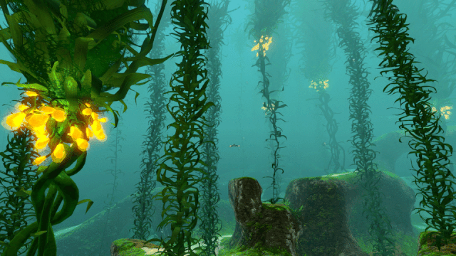 File:Kelp Forest (27).gif