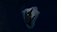 how subnautica power to cyclops up by Subnautica  Wiki FANDOM  Cyclops Wikia powered