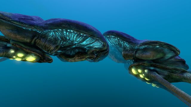 File:Reefback (7).jpg