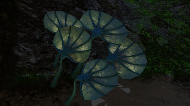 File:Pygmy Fan (5).jpg