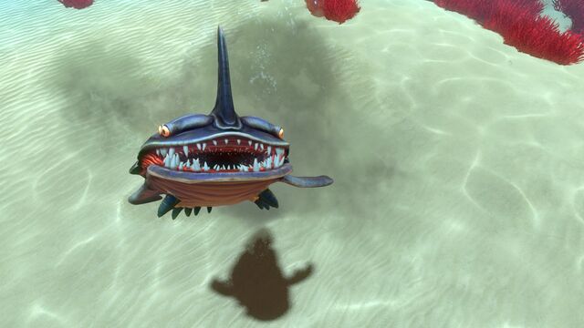 File:Sand Shark (7).jpg