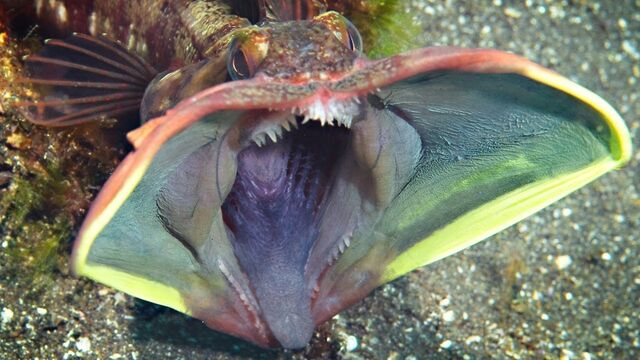File:Nomnomfish.jpg