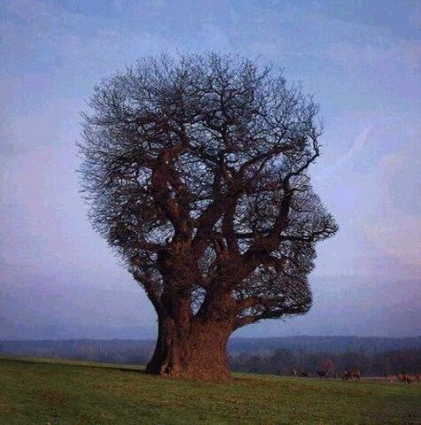 File:Interesting-Trees-Photos-2231-2.jpg