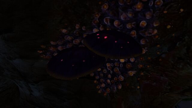 File:Table Coral (9).jpg
