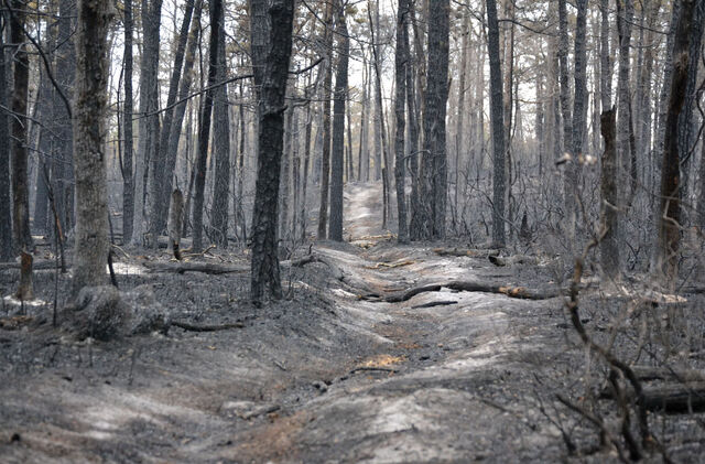 File:Burned-trees-in-the-pine-barrens.jpg
