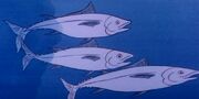 Tuna