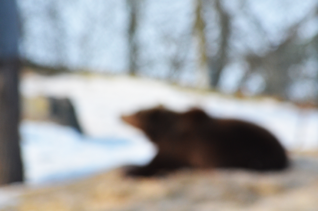 File:Blurry bear by sirvevvan-d67eip0.png