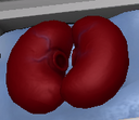 Kidneys