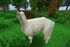 Alpaca