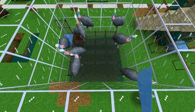 Cassowary Egg Farm