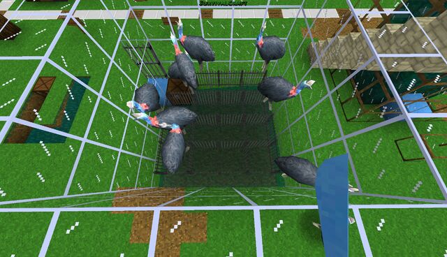 File:Cassowary Egg Farm.jpg