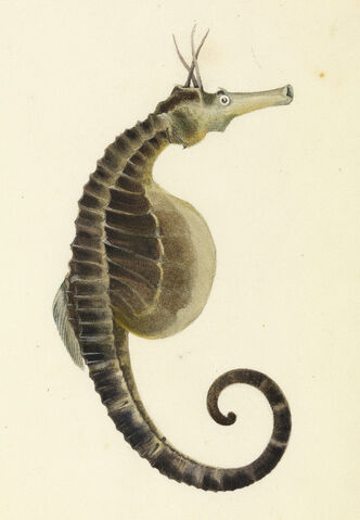 File:Abdominalis (Big Belly Seahorse).jpg