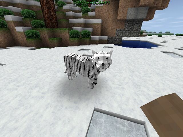 File:White tiger.jpg